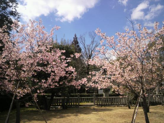 桜 | 京都音楽教室